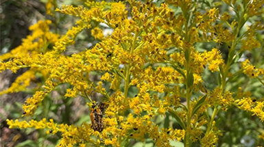 Folklore and "old wives' tales" of Plants Found in Nature