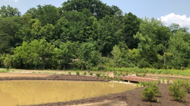 The Wonders of a Wetland