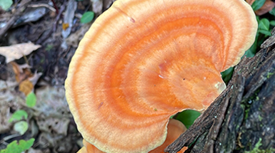 For the love of nature, forgo foraging in Cincy Parks