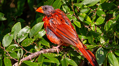 What's with the bald cardinals?