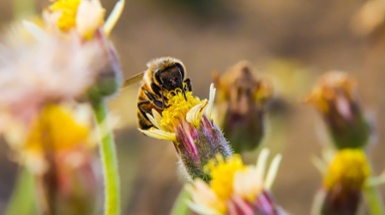 Simple DIY Pollinator House