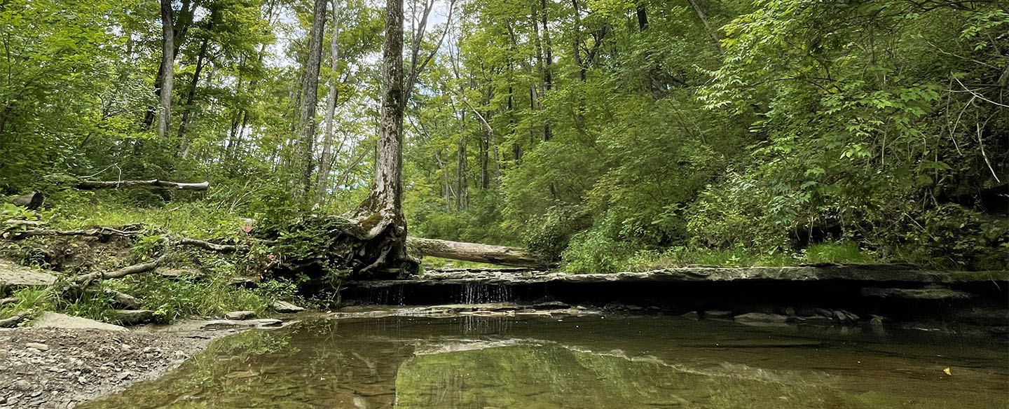 Creek Hike In French Park