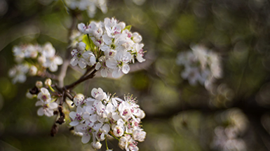 Invasive Callery Pear Trees are Blooming