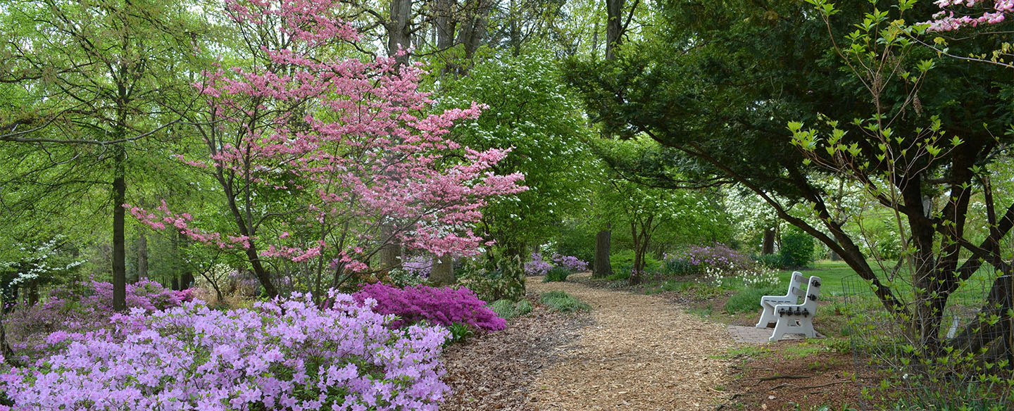 Hiking Path At Mt. Airy Forest Arboretum