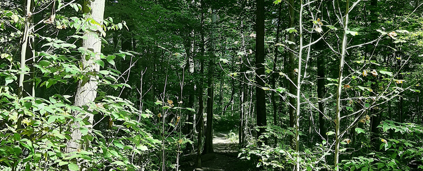 Buttercup Valley Nature Preserve Trail