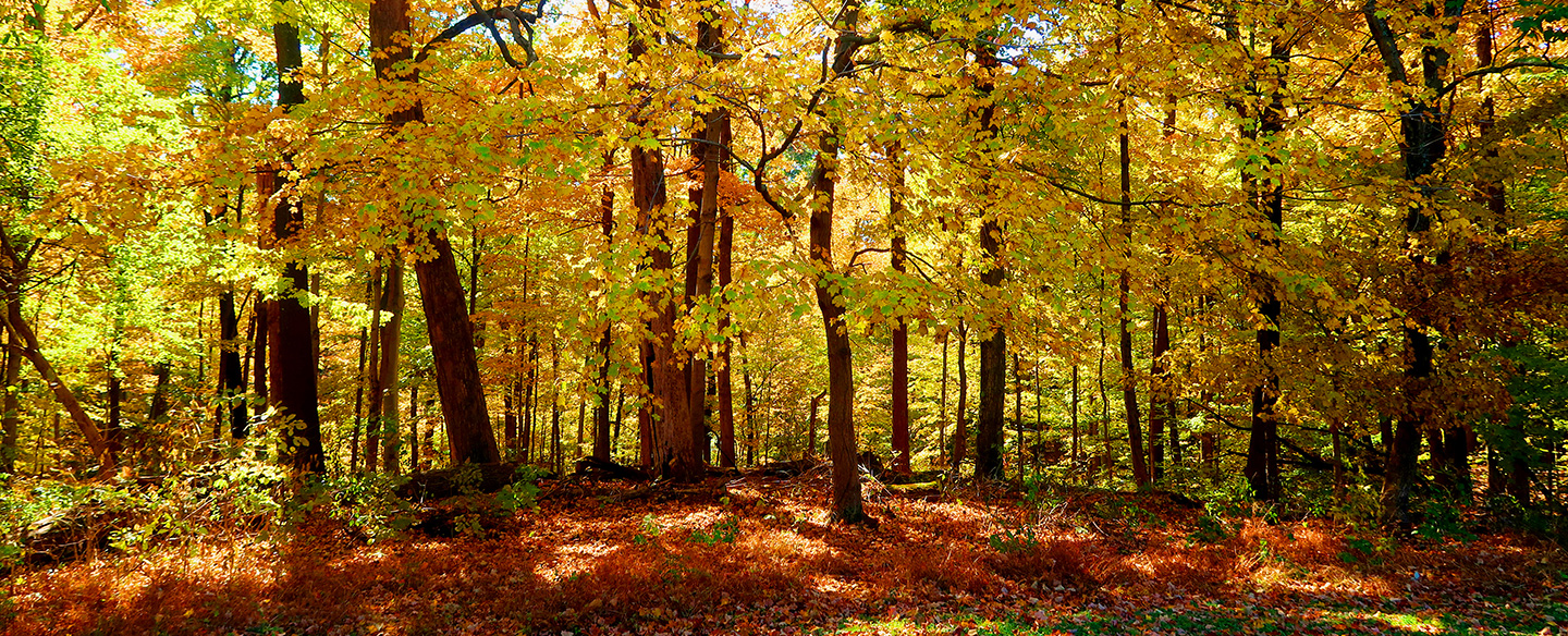 Edge of Mt. Airy Forest