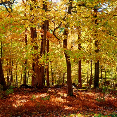 Edge of Mt. Airy Forest