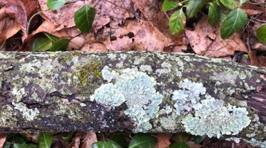 I'm Lichen What I See!