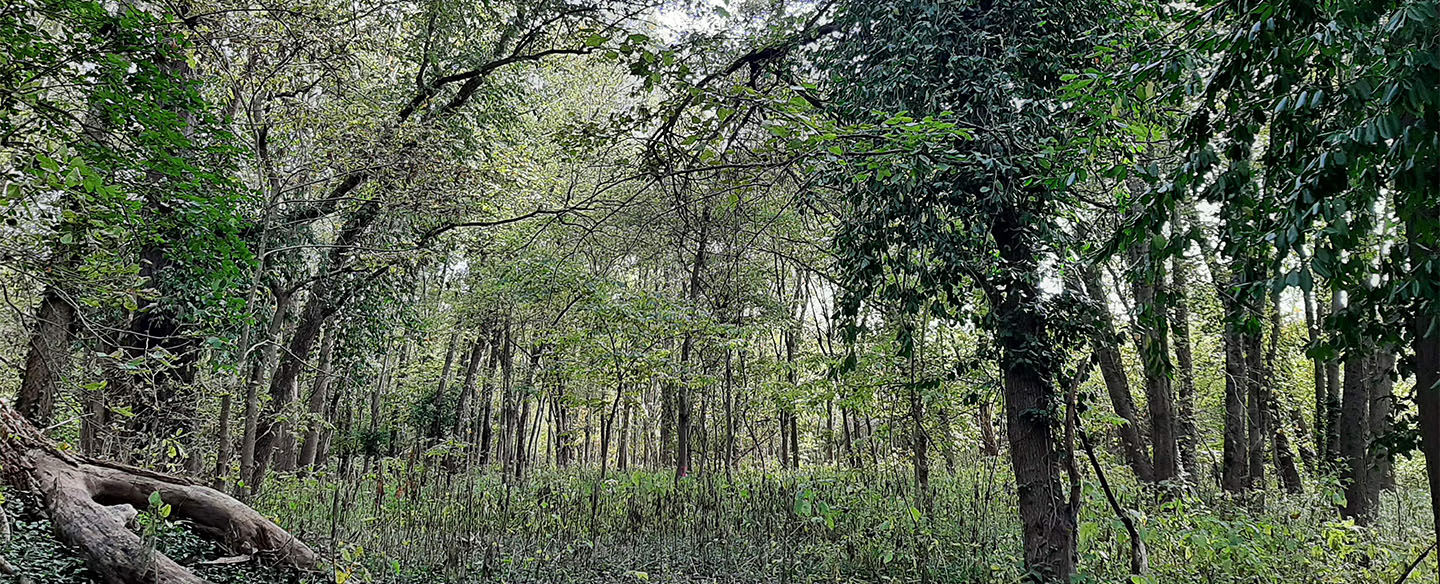 Magrish Nature Preserve Woods in Early Fall