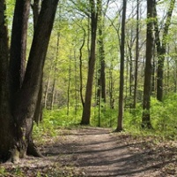 Parker Woods