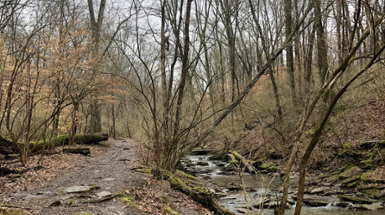 Look Out for Trees in Cincinnati Parks