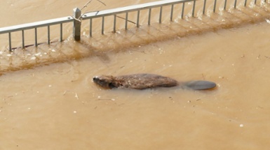 Keystone Species Series: American Beaver