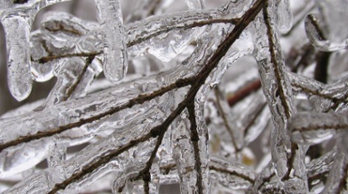 Why is Freezing Rain So Tough on Trees?