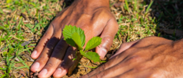 GCP Seeds of Change Grants $196,769 to Grassroots Nonprofits