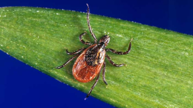 Tickborne Diseases in Ohio